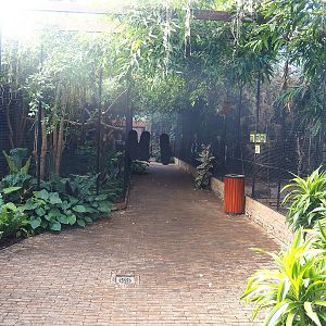 Tropical hall - Fourth section - Aviary section, 2022-08-28