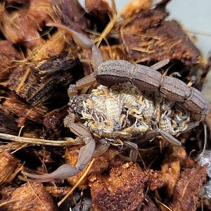 Hottentotta hottentotta with young