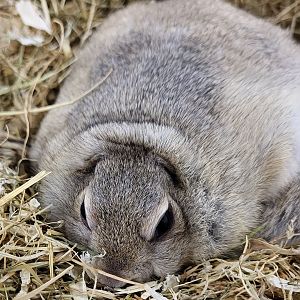 Richardson's ground squirrel - Urocitellus richardsonii