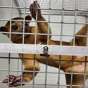 Kinkajou
