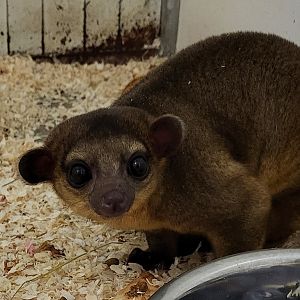 Kinkajou
