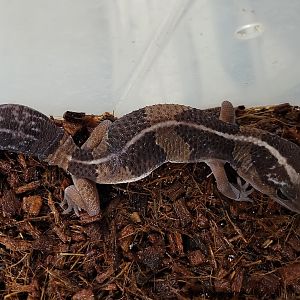African fat-tailed gecko