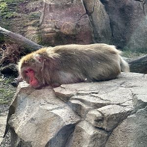 Sunbathing Japanese Macaque
