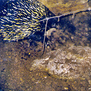 Short-beaked echidna (historical photo)