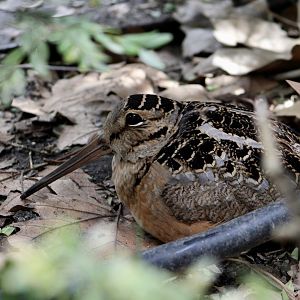 American Woodcock (Scolopax minor)