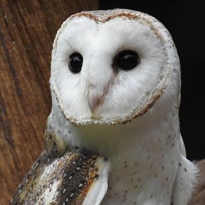 Barn Owl