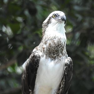 Eastern Osprey