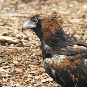 Black-Breasted Buzzard