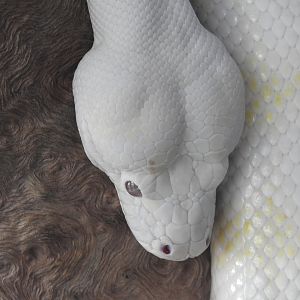 Northern Carpet-Python (albino)