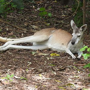 Antilopine Wallaroo
