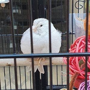 Domestic Canary, Queens Arcade (Lower Hutt, Wellington)