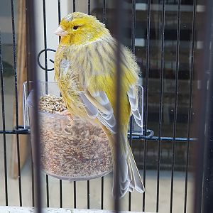 Domestic Canary, Queens Arcade (Lower Hutt, Wellington)