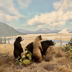 American Black Bears