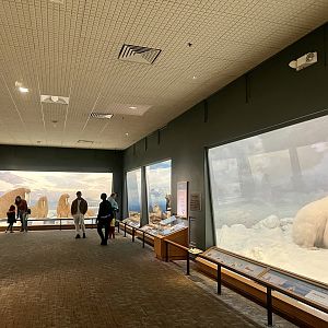 Marine Mammal Dioramas