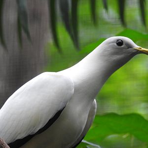 Pied Imperial-Pigeon