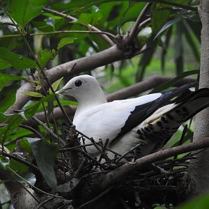 Pied Imperial-Pigeon