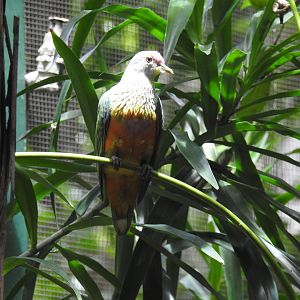 Rose-Crowned Fruit-Dove