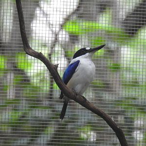 Forest Kingfisher
