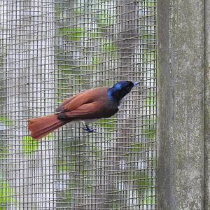 Shining Flycatcher (female)