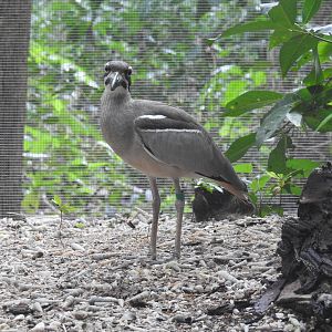Beach Stone-Curlew