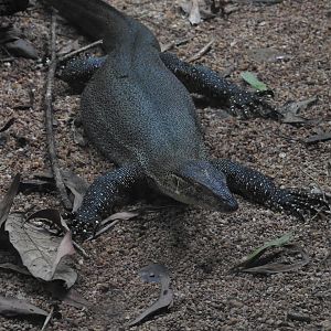 Merten's Water-Monitor