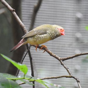 Star Finch