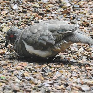 Partridge Pigeon