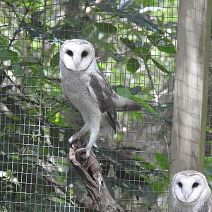 Masked Owl (Tiwi Islands) and Barn Owl