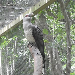 Channel-Billed Cuckoo