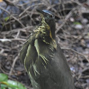 Black Bittern