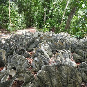 Giant Clam cemetery