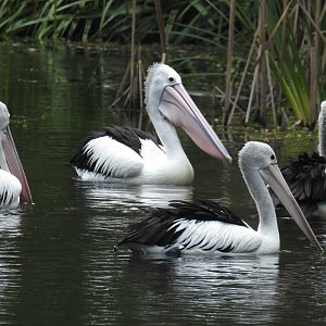 Australian Pelican