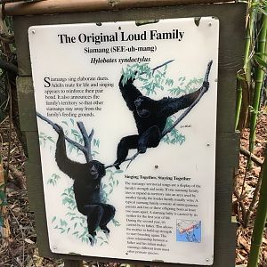 Siamang Exhibit Signage