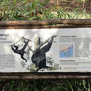 Siamang Exhibit Signage