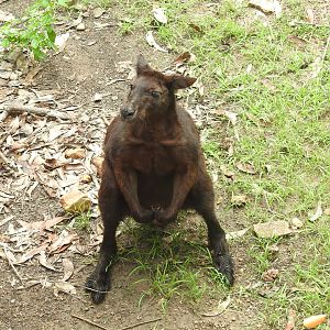 Black Wallaroo
