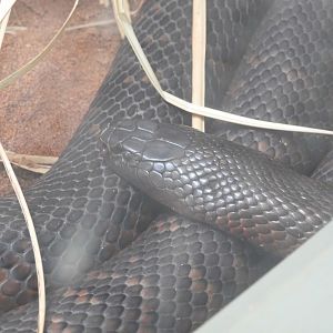 Collett's Snake