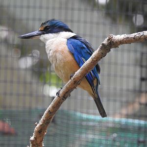 Sacred Kingfisher