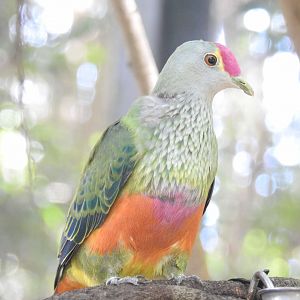 Rose-Crowned Fruit-Dove