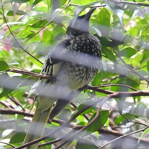 Regent Honeyeater