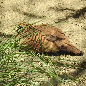 Spinifex Pigeon