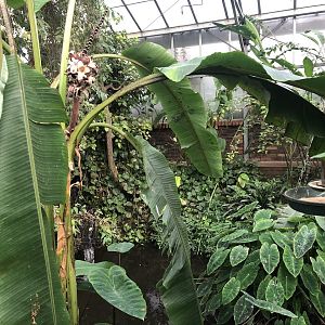 Inside the Butterfly House at Tropical Butterfly House (March 2023)