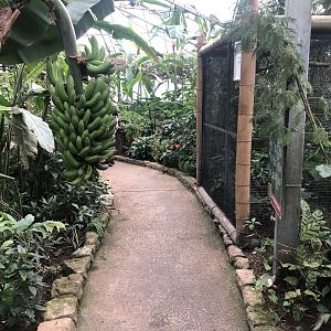 Inside the Butterfly House at Tropical Butterfly House (March 2023)