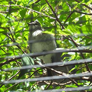 Hooded Robin (female)