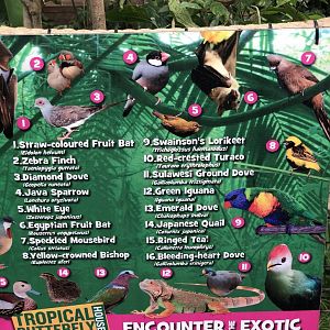 Butterfly House Signage (Inhabitants) at Tropical Butterfly House (March 2023)