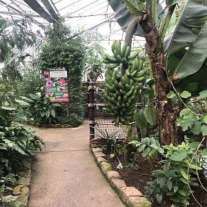 Inside the Butterfly House at Tropical Butterfly House (March 2023)
