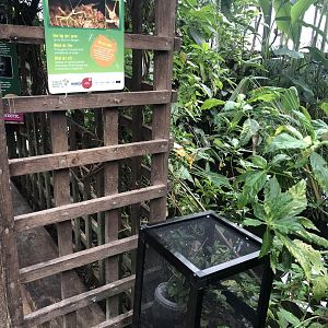 Indian Stick Insect Enclosure at Tropical Butterfly House (March 2023)