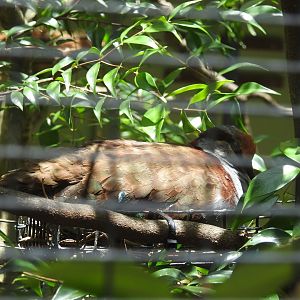 Brush Bronzewing