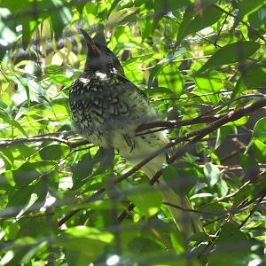 Regent Honeyeater
