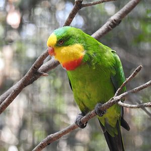 Superb Parrot (male)
