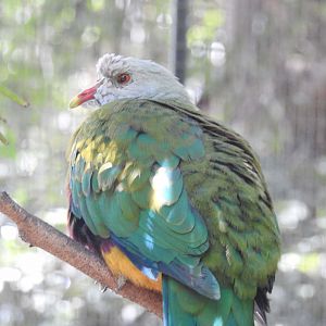 Wompoo Fruit-Dove